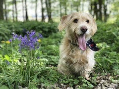 Can we have a pet photo thread? All welcome, furry, scaly, winged and more!