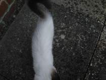 Westminsterenders: Don't Panic. Really Don't Panic. Honestly Don't Panic.