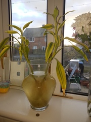 To not know what to do with this plant or what it is..