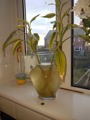 To not know what to do with this plant or what it is..
