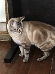 Cat we have rehomed hissing at us