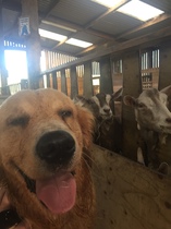 Mumsnet users share how their pet is part of the family with Animal Friends Insurance