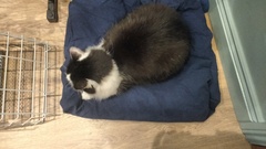 What's your DCat up to today? (Thread 7!)