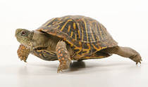 It’s a flipping tortoise!