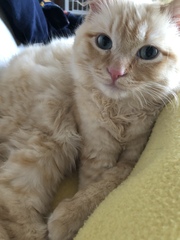 Handsome Harry