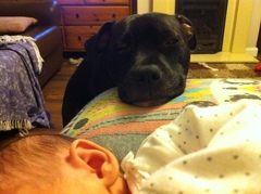 Aibu regarding so called “Nanny” dogs AKA staffies