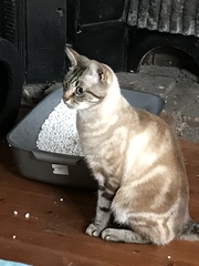 Cat we have rehomed hissing at us