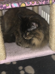 Adopting a feline friend- North London