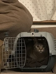 Cat we have rehomed hissing at us