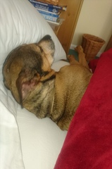 Daisy Goes to Rainbow Bridge