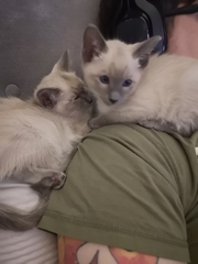 Help me name my new girl kitten - with pictures!