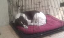 Dog sleeping in bedroom