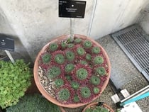 So what is this lovely red succulent (??) in my turtle?