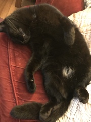 Can we have a pet photo thread? All welcome, furry, scaly, winged and more!