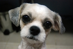 What breed is she?
