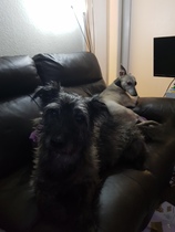 Mumsnet users share how their pet is part of the family with Animal Friends Insurance