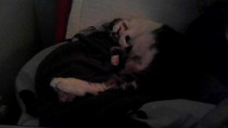 PB on the bed, dreamies and chat