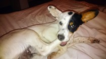 Adopting Spanish puppy