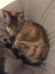 Cat we have rehomed hissing at us