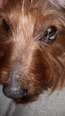 Poorly eye