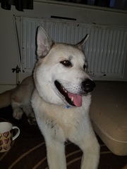 Can we have a pet photo thread? All welcome, furry, scaly, winged and more!