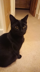 A warm woolly welcome to C2019! Chernobs ahoy!