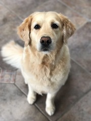 Can we have a pet photo thread? All welcome, furry, scaly, winged and more!