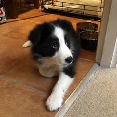 New Border Collie Puppy - Much excitement and need name!