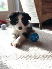 New Border Collie Puppy - Much excitement and need name!