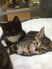 Westminsterenders: Don't Panic. Really Don't Panic. Honestly Don't Panic.