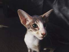 Westminsterenders: Don't Panic. Really Don't Panic. Honestly Don't Panic.