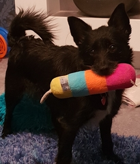 The ugliest and prettiest pictures of your pets.