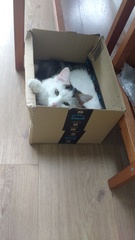 What's your DCat up to today? (Thread 7!)
