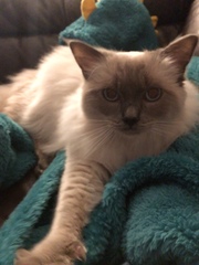 Cat carrier for big cat