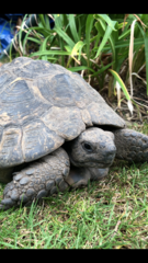 Can we have a pet photo thread? All welcome, furry, scaly, winged and more!