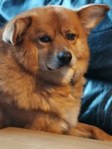 Can we have a pet photo thread? All welcome, furry, scaly, winged and more!