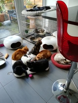 To think having 30 cats is a bit too many??
