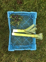 Allotment?Veg Patch Thread 13! Are we weathering the weather?