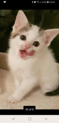Help! Need a cat name!