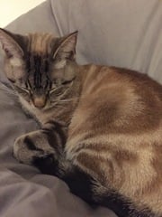 Cat we have rehomed hissing at us