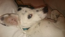 Adopting Spanish puppy