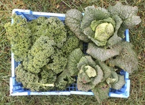 Allotment?Veg Patch Thread 13! Are we weathering the weather?