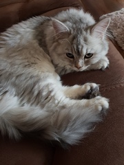 Can we have a pet photo thread? All welcome, furry, scaly, winged and more!
