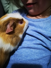 How much fruit and vegetables for guinea pigs