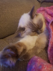 Can we have a pet photo thread? All welcome, furry, scaly, winged and more!