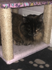 Adopting a feline friend- North London
