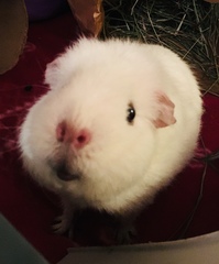 Can we have a pet photo thread? All welcome, furry, scaly, winged and more!