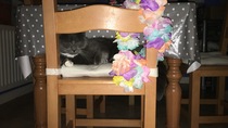 Rehoming cat questions please!