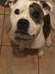 Aibu regarding so called “Nanny” dogs AKA staffies