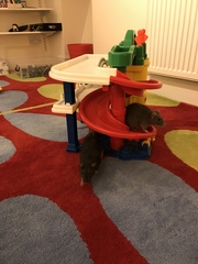 Can we have a pet photo thread? All welcome, furry, scaly, winged and more!